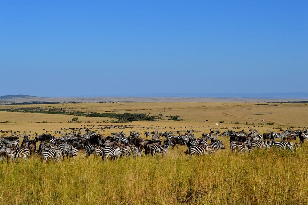 Safári nas savanas sul-africanas