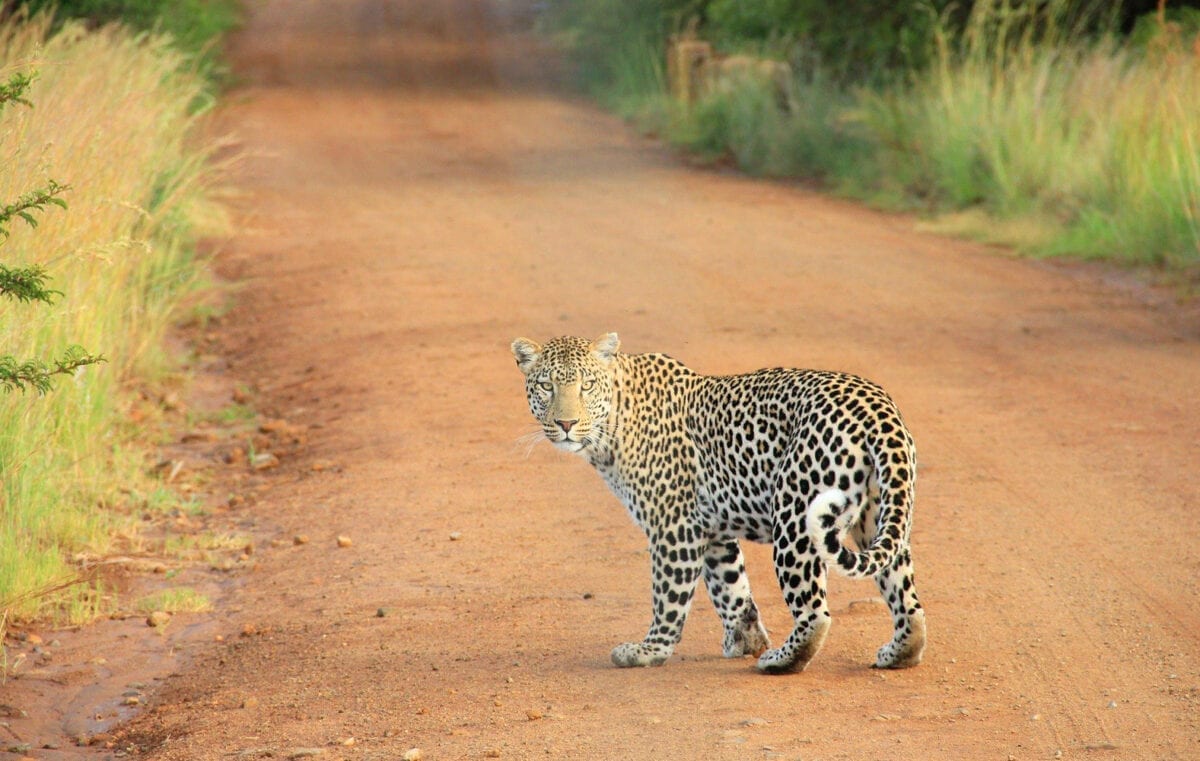 Safári nas savanas sul-africanas