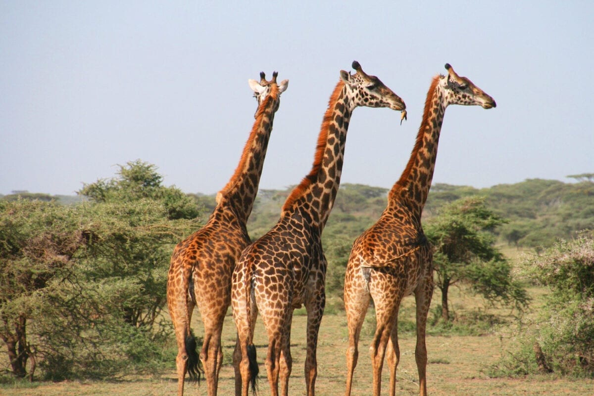 Safári nas savanas sul-africanas