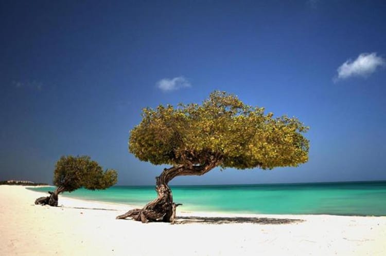 5 - Aruba ATA divulgação