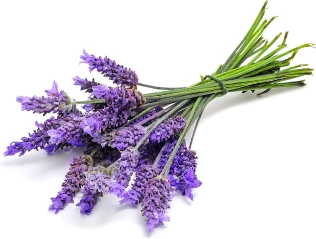 Lavender-1_0