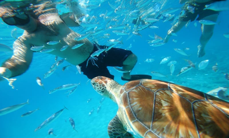 Mergulho com tartarugas é destaque no Caribe
