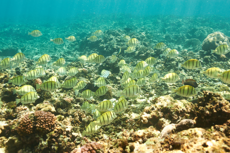 undertheoceanshutterstock_273532508