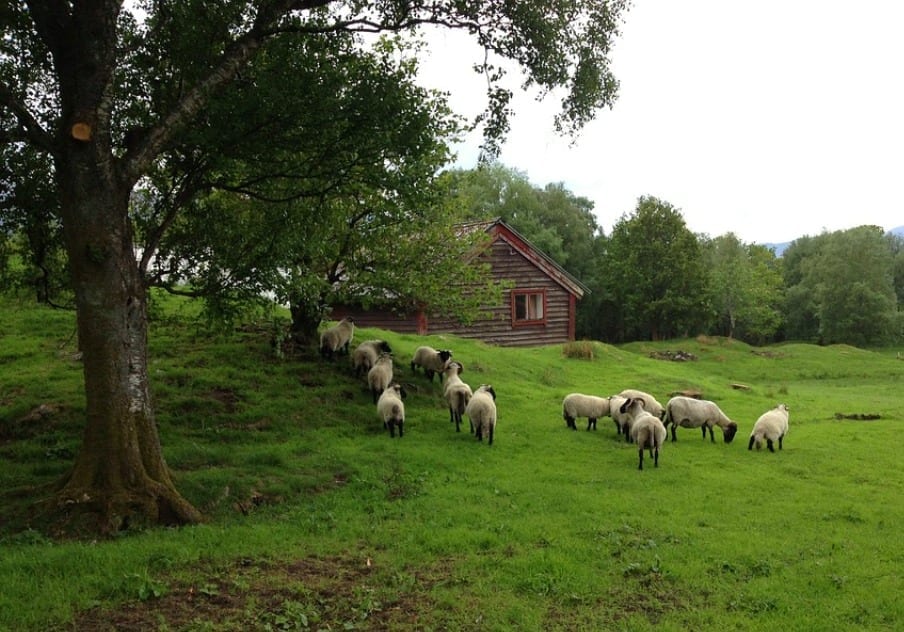 sheep-483755_960_720