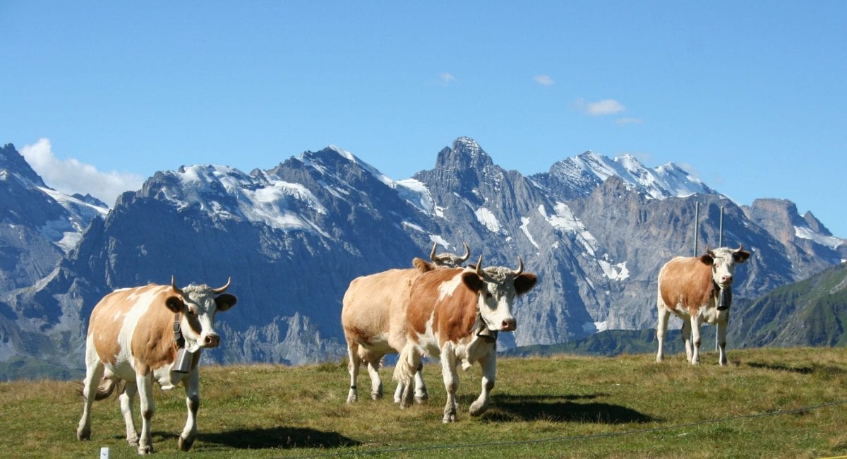 Dia Mundial do Chocolate - vacas leiteiras