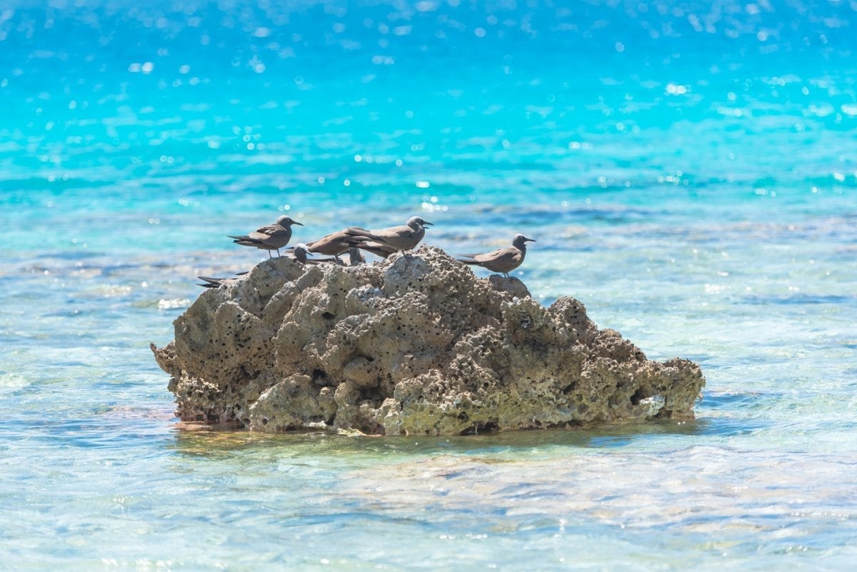 Pássaros raros na reserva natural em Tetiaroa