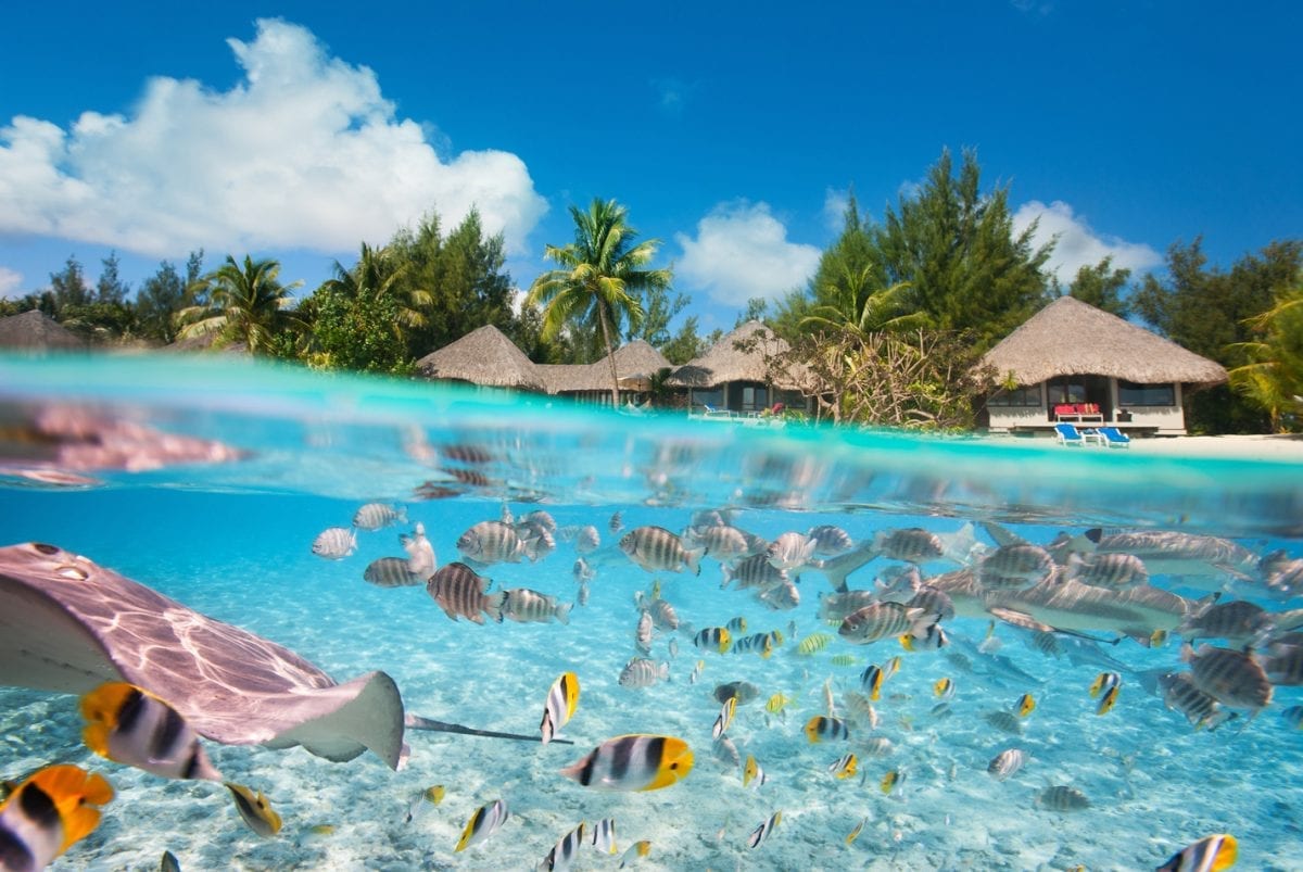 fauna marinha de Tikehau