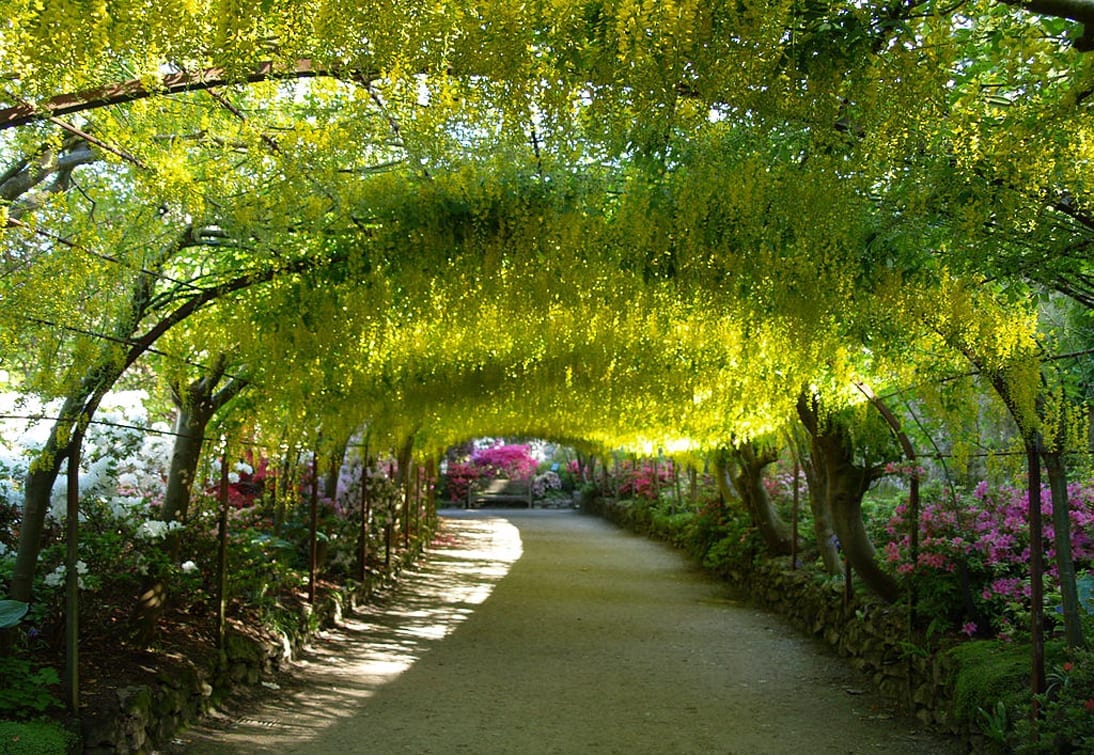CREDITO - BodnantGarden, CC BY-SA 4.0 , via Wikimedia Commons