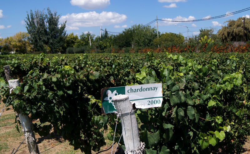 Descubra 10 destinos imperdíveis para amantes de vinho