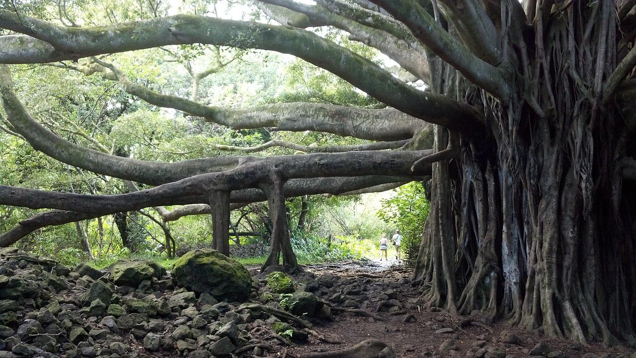 Natureza no Havaí