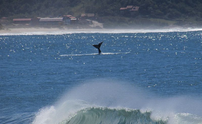 Baleia franca em SC
