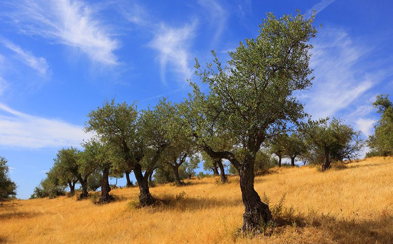 Olivoturismo Alentejo