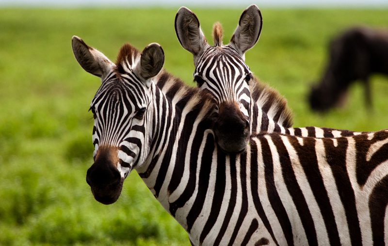 Safari Wilderness Ranch