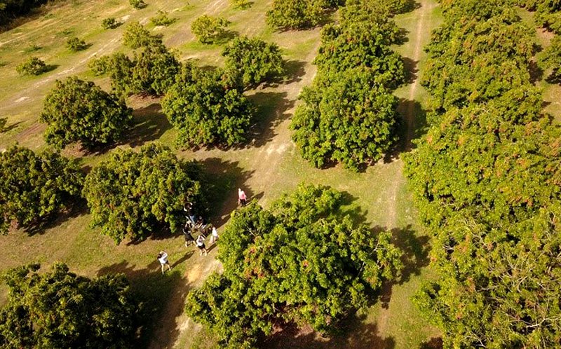 Parque Maeda se prepara para a colheita de lichias