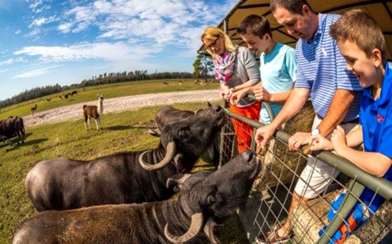 Férias na Flórida Central: safári