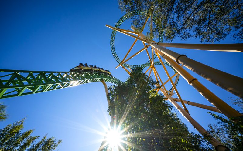 Cheetah Hunt