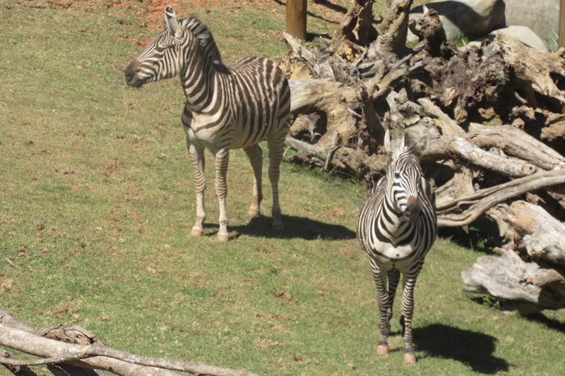 Animália Park
