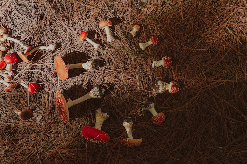 Viagem gastronômica: em Cambará do Sul