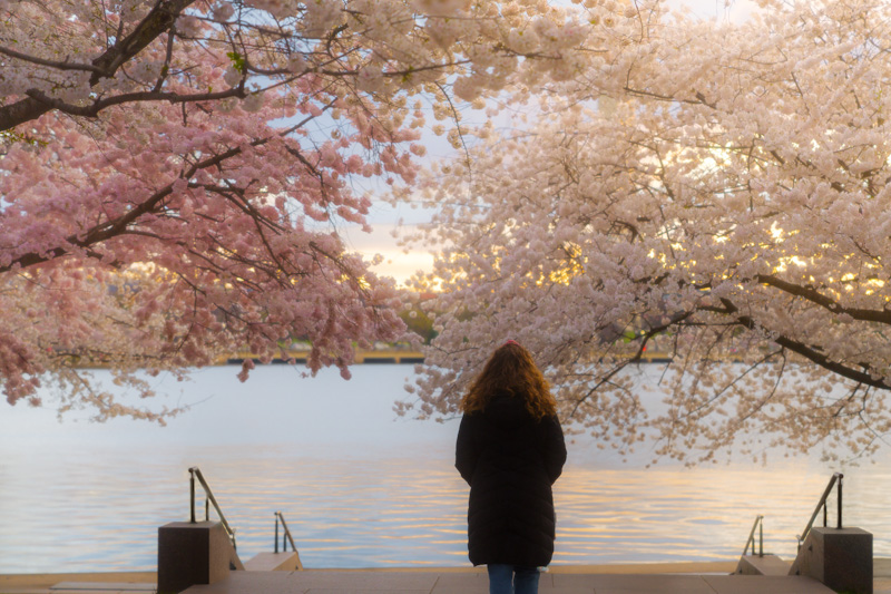 Washington, DC celebra a primavera com o Festival das Cerejeiras