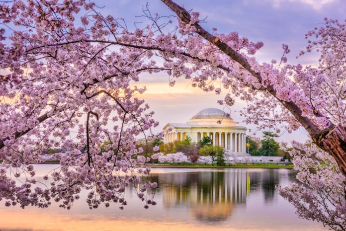 Washington, DC celebra a primavera com o Festival das Cerejeiras