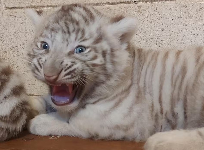 Animália Park: tigres brancos são apresentados ao público em Cotia