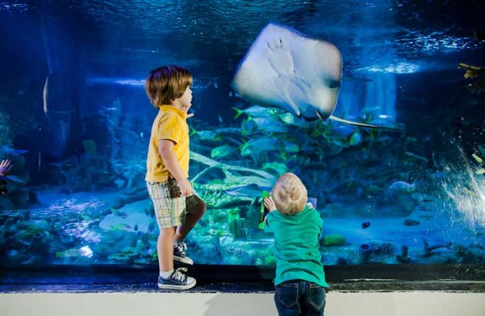 Sea Life Florida inaugura em junho com atrações imersivas