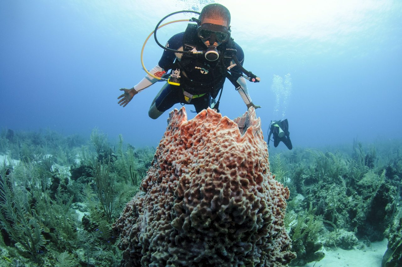 Belize: Beyond Blue Summit reúne mergulhadores em setembro