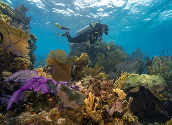 Belize: Beyond Blue Summit reúne mergulhadores em setembro