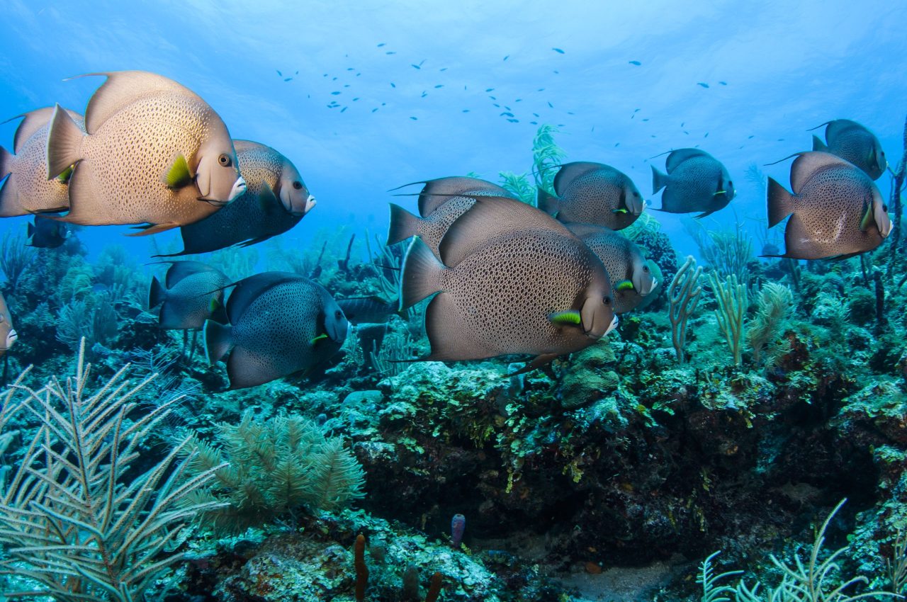 Belize: Beyond Blue Summit reúne mergulhadores em setembro