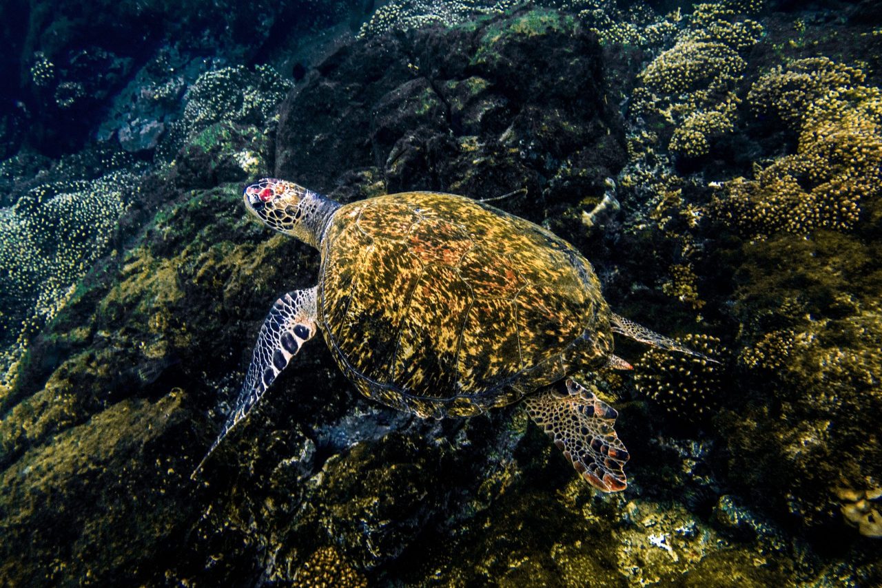 Panamá: desova das tartarugas atrai turistas