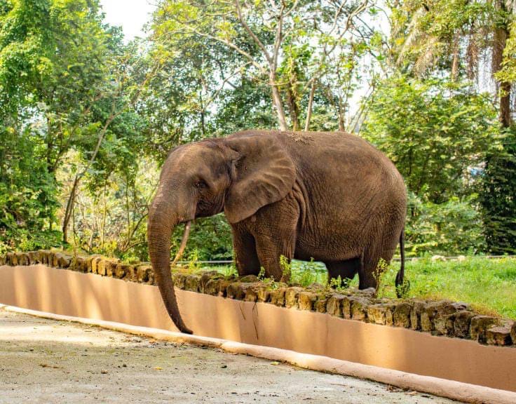 Elefante africano