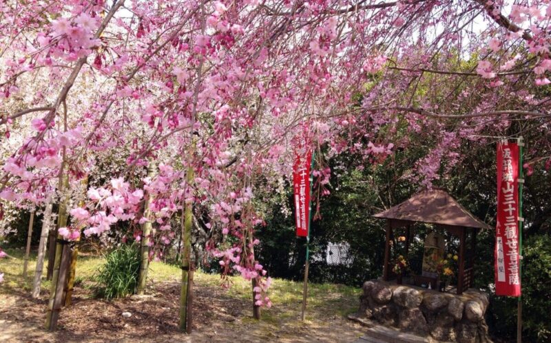 Sakura no Japão