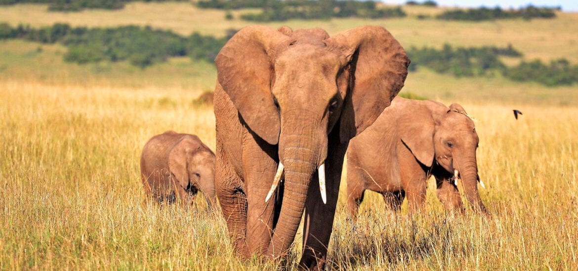 safári nas savanas da África do Sul