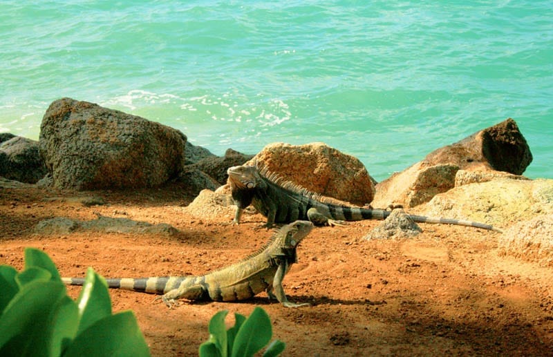 2 - Iguana na ilha Renaissance 2_Credito_ATA