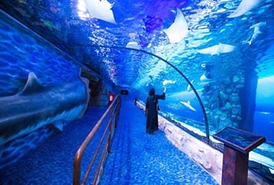Dubai Aquarium & Underwater Zoo Foto Emaar Entertainment divulgação