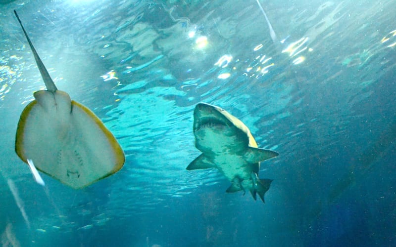 Tubarões e arraias no AquaRio