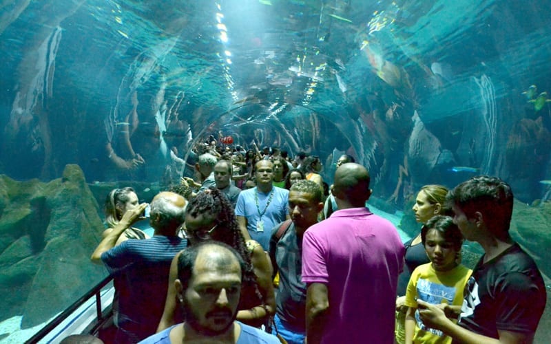 Túnel de vidro no AquaRio