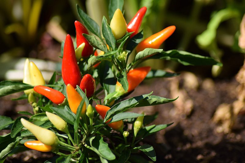 Fazendas incríveis para experiências naturais: pimentas