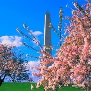 Cerejeiras em Washington, DC