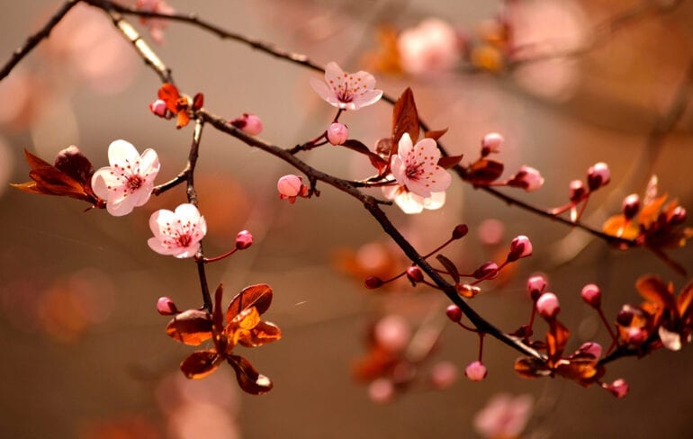 Primavera no Japão encanta com espetáculo de flores e cores variadas