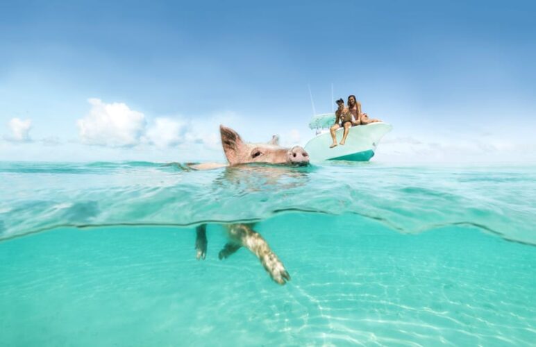 porquinhos nadadores nas Bahamas