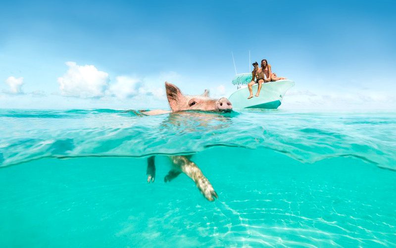 Bahamas, o paraíso do ecoturismo!