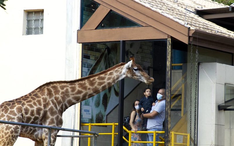 Girafa no Zoo SP