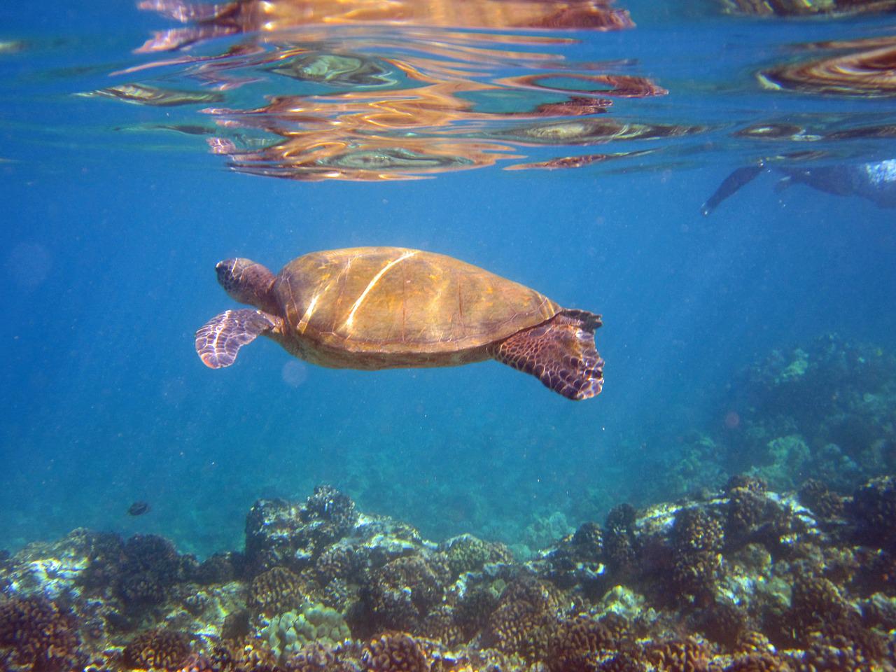 animais marinhos no Havaí