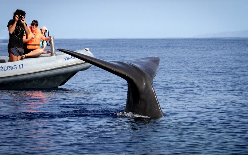 Observação de baleias no arquipélago da Madeira