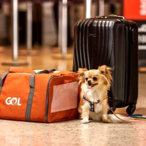 Viagem Pet-Friendly: GOL Linhas Aéreas retoma transporte de pets na Flórida
