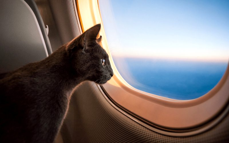 Férias Pets: dicas para uma viagem segura - Viagem pet-friendly com cães e gatos