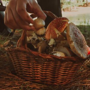 Viagem gastronômica: O "Despertar dos Cogumelos Selvagens"
