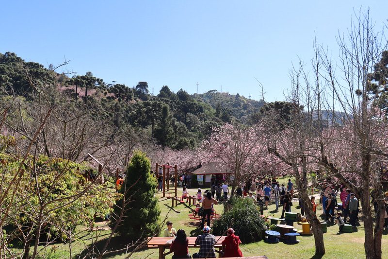 Festa da Cerejeira de Campos do Jordão