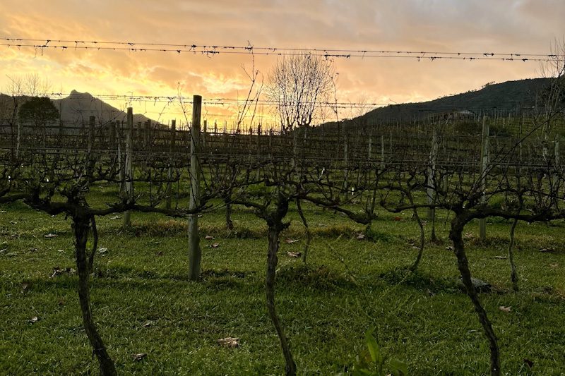 vinícola Bom Retiro na Serra Catarinense